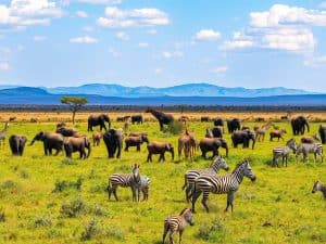 Travel for a Cause: Wildlife Conservation Trips